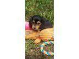 Dachshund Puppy for sale in Dandridge, TN, USA