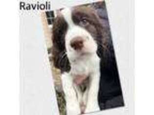 English Springer Spaniel Puppy for sale in Cottage Grove, OR, USA