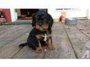Cavalier King Charles Spaniel Puppy for sale in LOVINGSTON, VA, USA