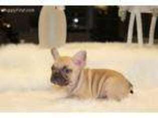 French Bulldog Puppy for sale in Anderson, IN, USA
