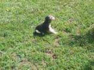 Afghan Hound Puppy for sale in Cedar Bluff, AL, USA
