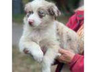 Australian Shepherd Puppy for sale in Stanwood, WA, USA