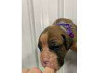 Boxer Puppy for sale in Plain City, OH, USA