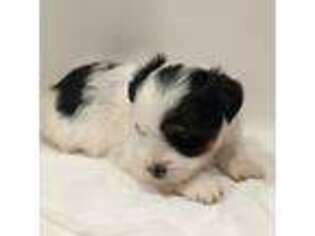 Biewer Terrier Puppy for sale in Belton, SC, USA