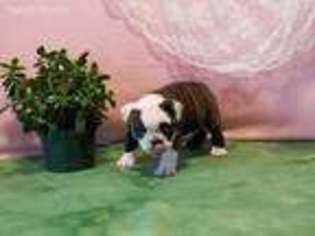 Bulldog Puppy for sale in Waupaca, WI, USA