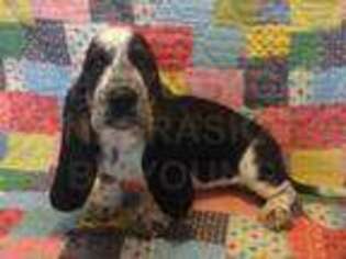 Basset Hound Puppy for sale in Comstock, NE, USA