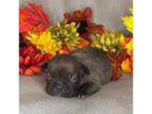 French Bulldog Puppy for sale in West Harrison, IN, USA