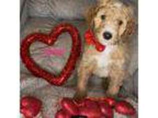 Goldendoodle Puppy for sale in Gray, GA, USA