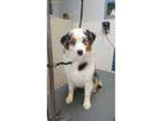 Australian Shepherd Puppy for sale in Fort Smith, AR, USA