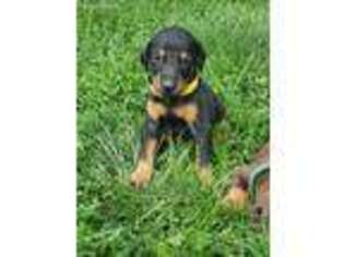 Doberman Pinscher Puppy for sale in Newville, PA, USA