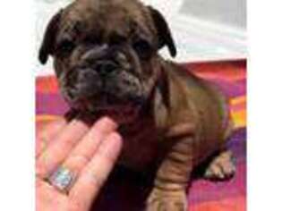 French Bulldog Puppy for sale in Greenville, CA, USA