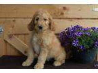 Goldendoodle Puppy for sale in Malone, NY, USA