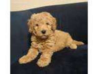 Goldendoodle Puppy for sale in Yorktown, IN, USA