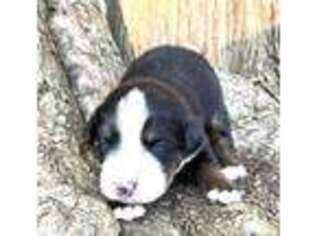 Bernese Mountain Dog Puppy for sale in Jerico Springs, MO, USA