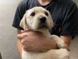 Labrador Retriever Puppy for sale in San Bruno, CA, USA