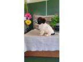 Papillon Puppy for sale in Lagrange, IN, USA