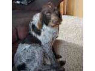 German Wirehaired Pointer Puppy for sale in Corning, NY, USA