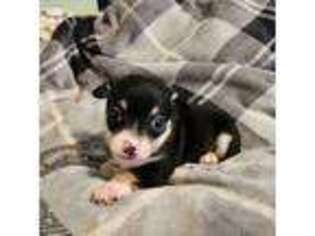 Chihuahua Puppy for sale in Danvers, MA, USA