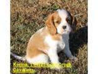 Cavalier King Charles Spaniel Puppy for sale in Quapaw, OK, USA