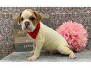 Olde English Bulldogge Puppy for sale in Knoxville, TN, USA