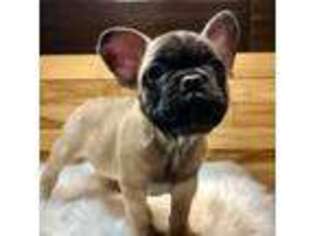 French Bulldog Puppy for sale in Boone, IA, USA