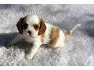 Cavalier King Charles Spaniel Puppy for sale in LAKESIDE, OR, USA