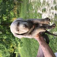 Labrador Retriever Puppy for sale in Marion, IL, USA