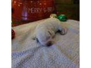 Labrador Retriever Puppy for sale in Salem, NJ, USA