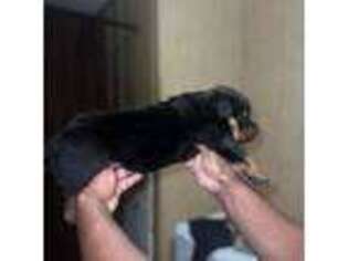 Rottweiler Puppy for sale in Richland, GA, USA