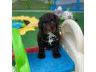 Australian Labradoodle Puppy for sale in Londonderry, NH, USA