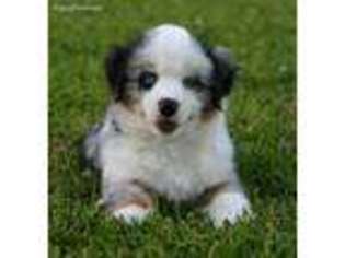 Miniature Australian Shepherd Puppy for sale in Beaumont, TX, USA