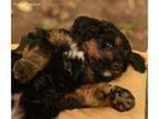 Mutt Puppy for sale in Pfafftown, NC, USA