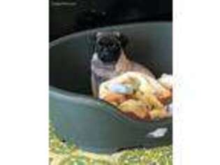 Pug Puppy for sale in Brodhead, WI, USA