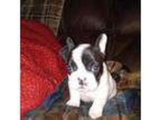 French Bulldog Puppy for sale in Hays, NC, USA