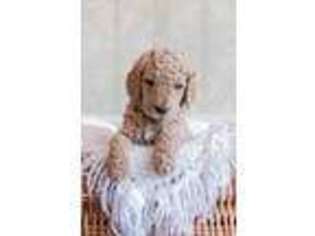 Goldendoodle Puppy for sale in Hubbard, OH, USA