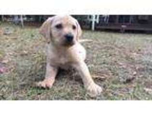 Labrador Retriever Puppy for sale in Valrico, FL, USA