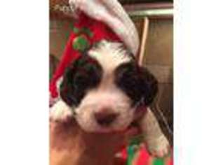 English Springer Spaniel Puppy for sale in Johnstown, CO, USA