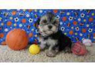 Mutt Puppy for sale in Tama, IA, USA