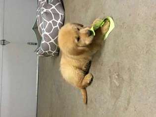 Golden Retriever Puppy for sale in Pleasanton, CA, USA