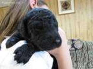 Goldendoodle Puppy for sale in Calhan, CO, USA