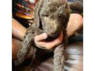 Bedlington Terrier Puppy for sale in Brooklyn, NY, USA