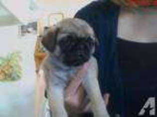 Pug Puppy for sale in CENTRAL SQUARE, NY, USA