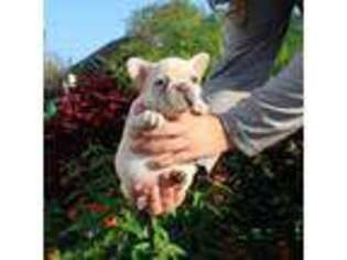 French Bulldog Puppy for sale in Gretna, LA, USA