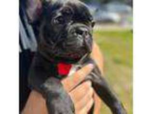 French Bulldog Puppy for sale in San Jose, CA, USA