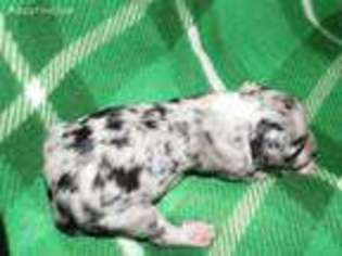 Miniature Australian Shepherd Puppy for sale in Jacksonville, AR, USA