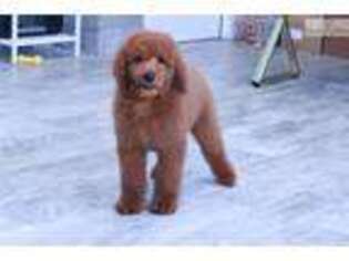 Goldendoodle Puppy for sale in Atlanta, GA, USA