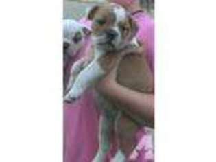 Bulldog Puppy for sale in FARMINGTON, PA, USA