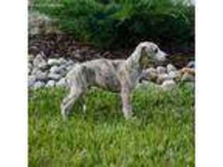 Whippet Puppy for sale in Olney, IL, USA