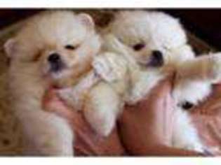 Pomeranian Puppy for sale in London, Greater London (England), United Kingdom