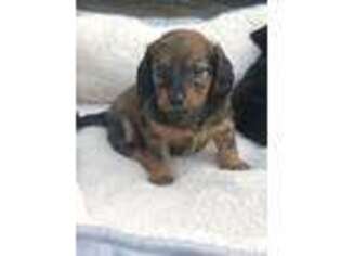 Dachshund Puppy for sale in Roselle, IL, USA